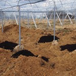 岡山吉備中央町ぶどうピオーネ