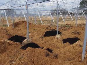 岡山吉備中央町ぶどうピオーネ