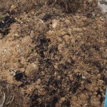 天空のピオーネ農園アグリスジャパン