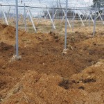 岡山吉備中央町ぶどうピオーネ