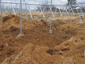 岡山吉備中央町ぶどうピオーネ