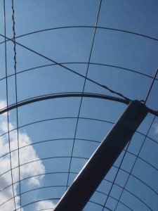 岡山吉備中央町ぶどうピオーネ