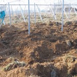 天空のピオーネ農園アグリスジャパン