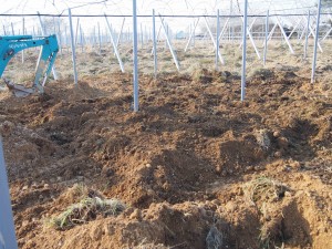 天空のピオーネ農園アグリスジャパン