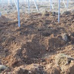 天空のピオーネ農園アグリスジャパン