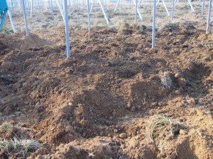 天空のピオーネ農園アグリスジャパン