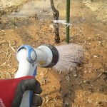 岡山吉備中央町ぶどうピオーネ