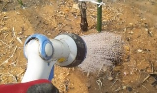 岡山吉備中央町ぶどうピオーネ