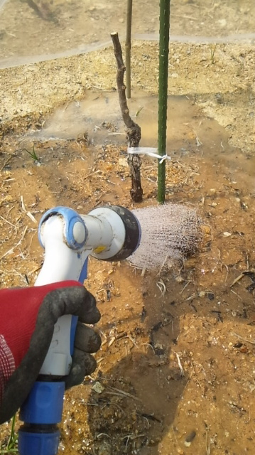 岡山吉備中央町ぶどうピオーネ