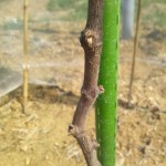 岡山吉備中央町ぶどうピオーネ