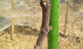 岡山吉備中央町ぶどうピオーネ