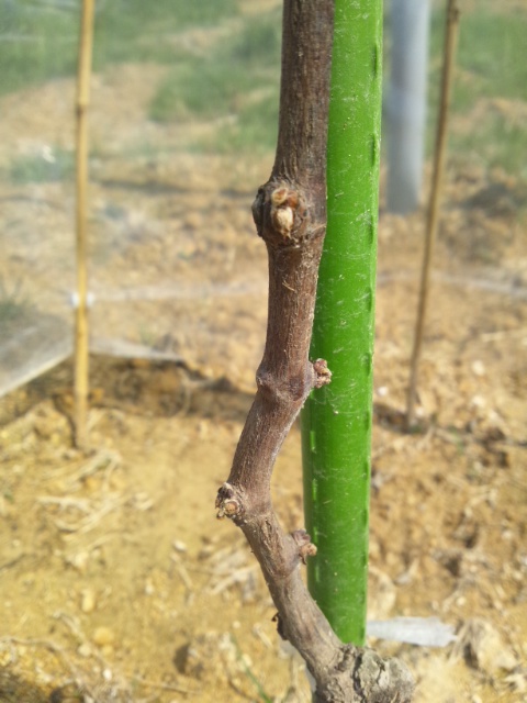 岡山吉備中央町ぶどうピオーネ