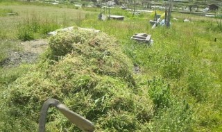 岡山吉備中央町ぶどうピオーネ