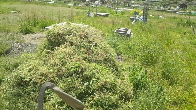 岡山吉備中央町ぶどうピオーネ