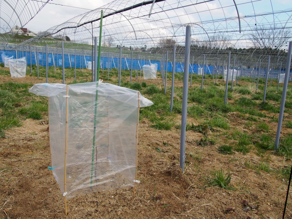 岡山吉備中央町ぶどうピオーネ