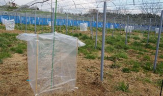 岡山吉備中央町ぶどうピオーネ