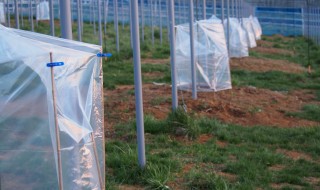 岡山吉備中央町ぶどうピオーネ