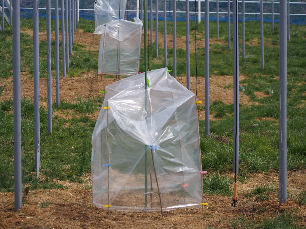 岡山吉備中央町ぶどうピオーネ