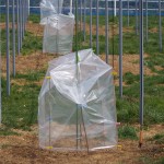 岡山吉備中央町ぶどうピオーネ