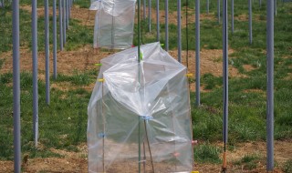 岡山吉備中央町ぶどうピオーネ