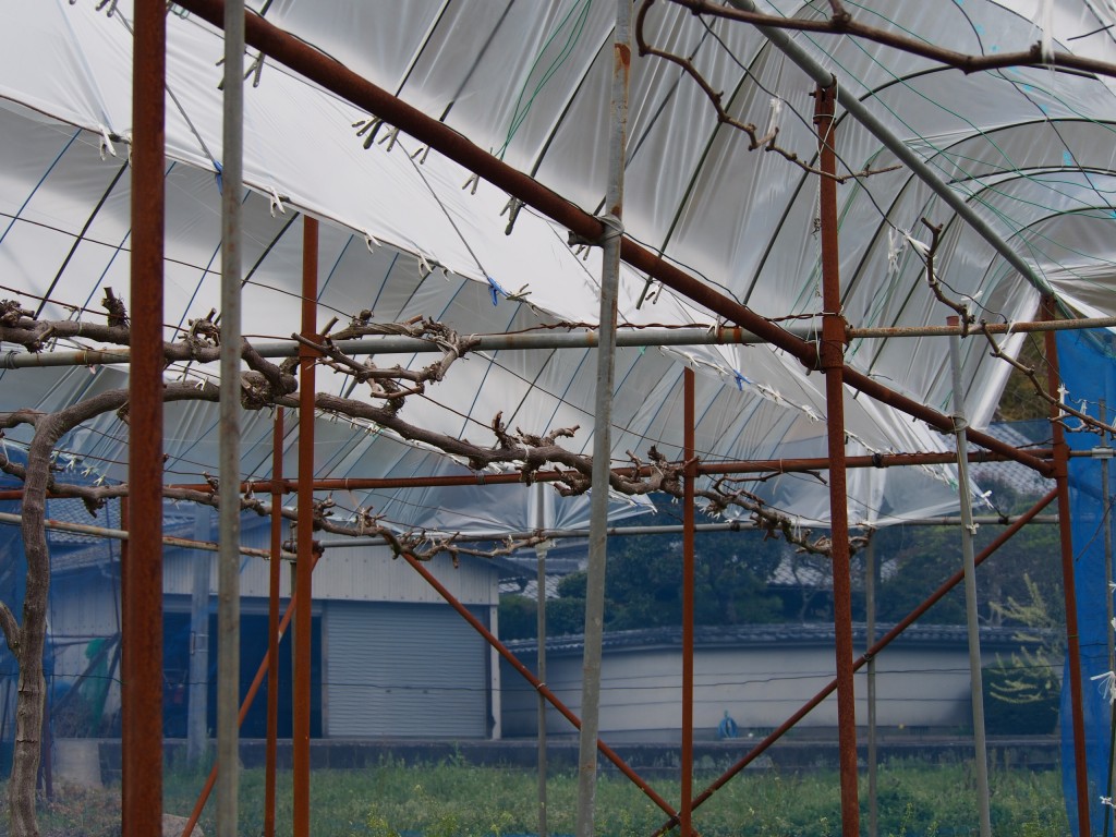 岡山吉備中央町ぶどうピオーネ