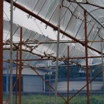 岡山吉備中央町ぶどうピオーネ