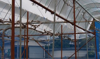 岡山吉備中央町ぶどうピオーネ