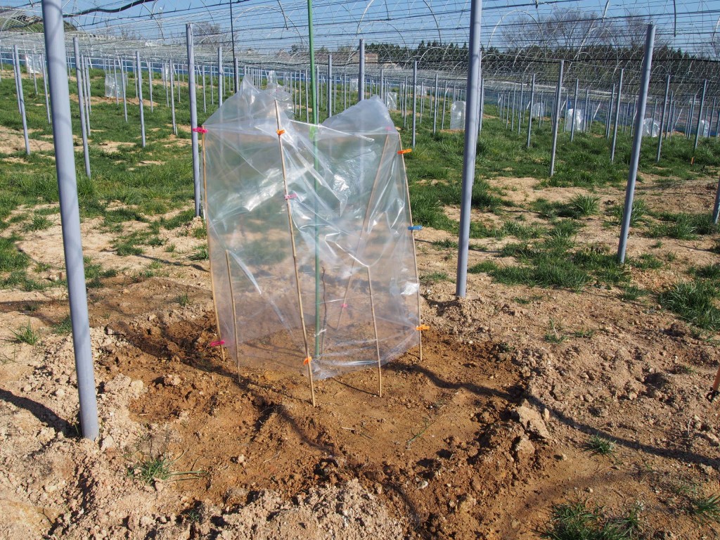 岡山吉備中央町ぶどうピオーネ