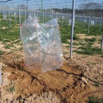 岡山吉備中央町ぶどうピオーネ