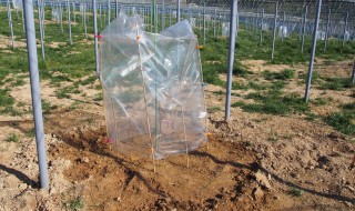 岡山吉備中央町ぶどうピオーネ