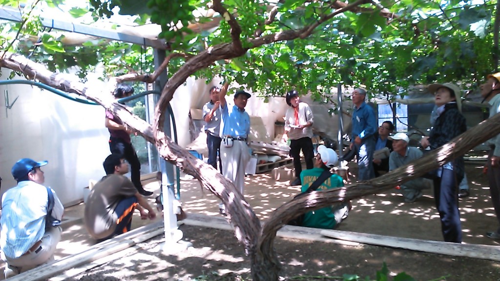 岡山吉備中央町ぶどうピオーネ