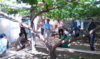 岡山吉備中央町ぶどうピオーネ