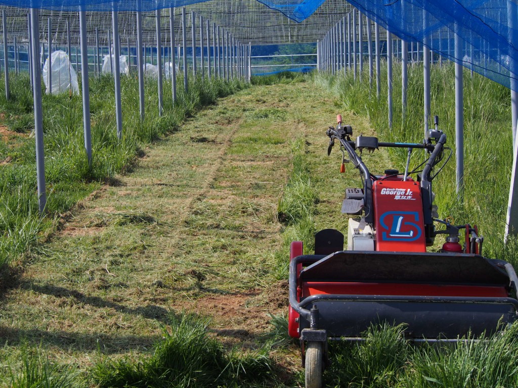 岡山吉備中央町ぶどうピオーネ