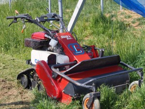 岡山吉備中央町ぶどうピオーネ