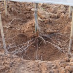 岡山吉備中央町ぶどうピオーネ