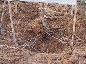 岡山吉備中央町ぶどうピオーネ