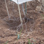 岡山吉備中央町ぶどうピオーネ