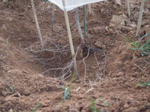 岡山吉備中央町ぶどうピオーネ