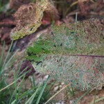 岡山吉備中央町ぶどうピオーネ