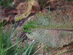 岡山吉備中央町ぶどうピオーネ