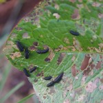 岡山吉備中央町ぶどうピオーネ