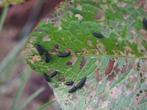 岡山吉備中央町ぶどうピオーネ
