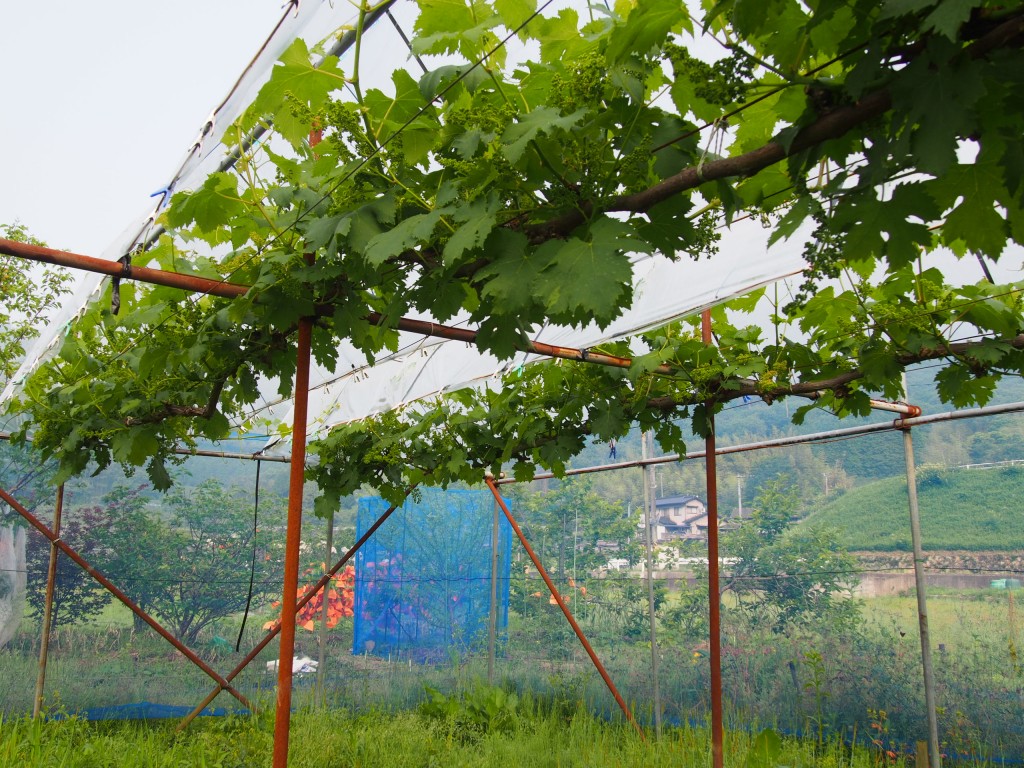 岡山吉備中央町ぶどうピオーネ