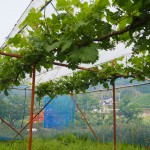 岡山吉備中央町ぶどうピオーネ