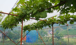 岡山吉備中央町ぶどうピオーネ