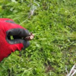 岡山吉備中央町ぶどうピオーネ