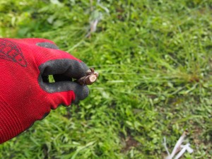 岡山吉備中央町ぶどうピオーネ