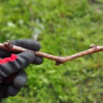 岡山吉備中央町ぶどうピオーネ