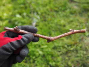 岡山吉備中央町ぶどうピオーネ