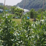 岡山吉備中央町ぶどうピオーネ